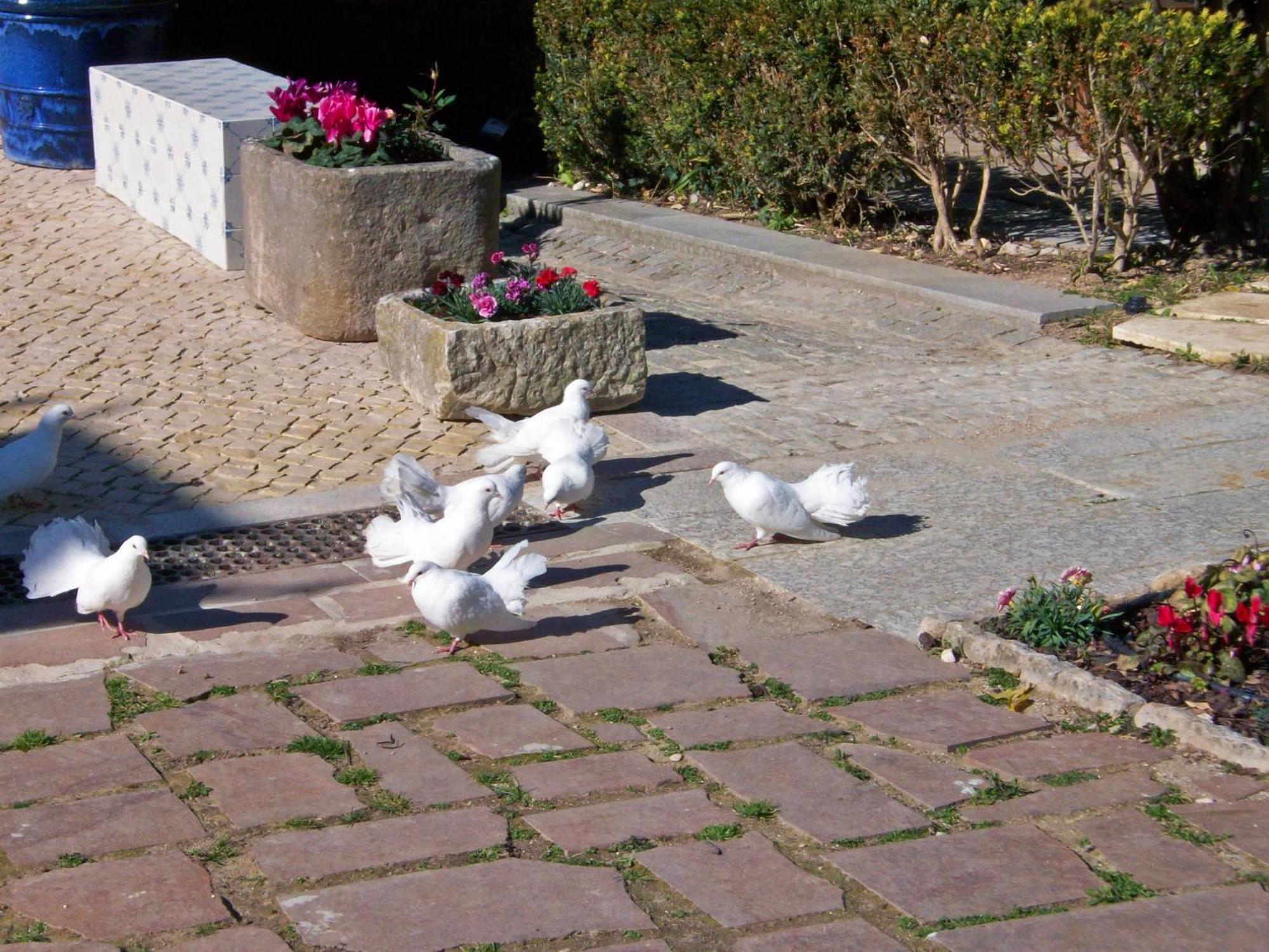 Villa Das Rosas Sintra Dış mekan fotoğraf